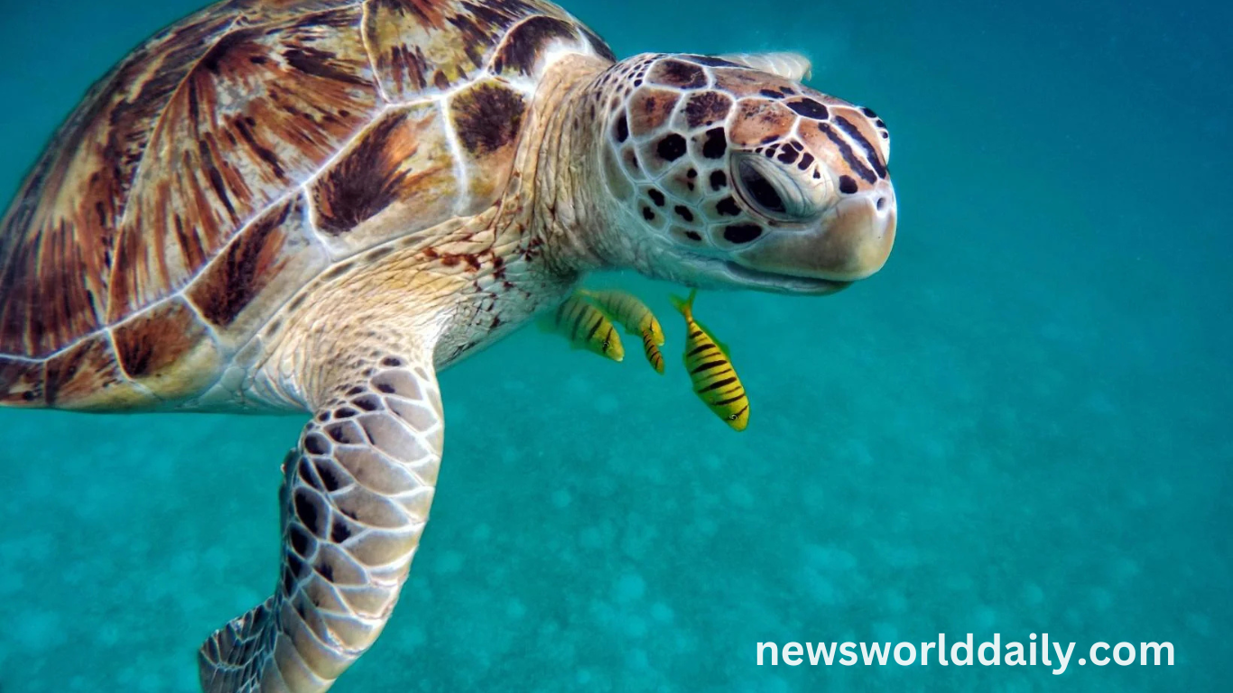 How Old Is the Oldest Sea Turtle