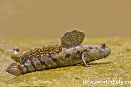 Meet the Mudskipper The Fish That Walks on Land
