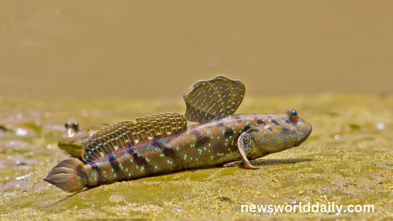 Meet the Mudskipper The Fish That Walks on Land