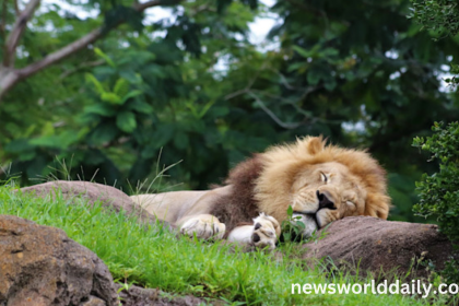 Some of the 6 Laziest Animals May Put You to Shame