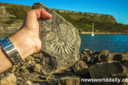Why Are Fossils Only Found in Sedimentary Rocks
