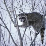 A raccoon in the wild, one of the animals most associated with rabies risk