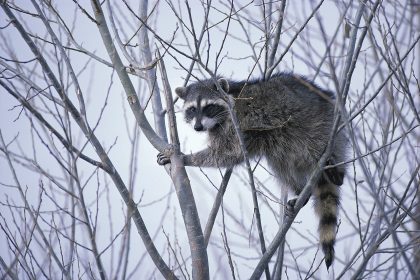 A raccoon in the wild, one of the animals most associated with rabies risk