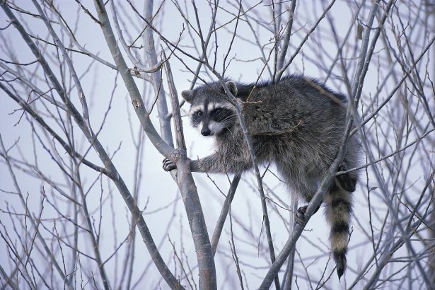 A raccoon in the wild, one of the animals most associated with rabies risk