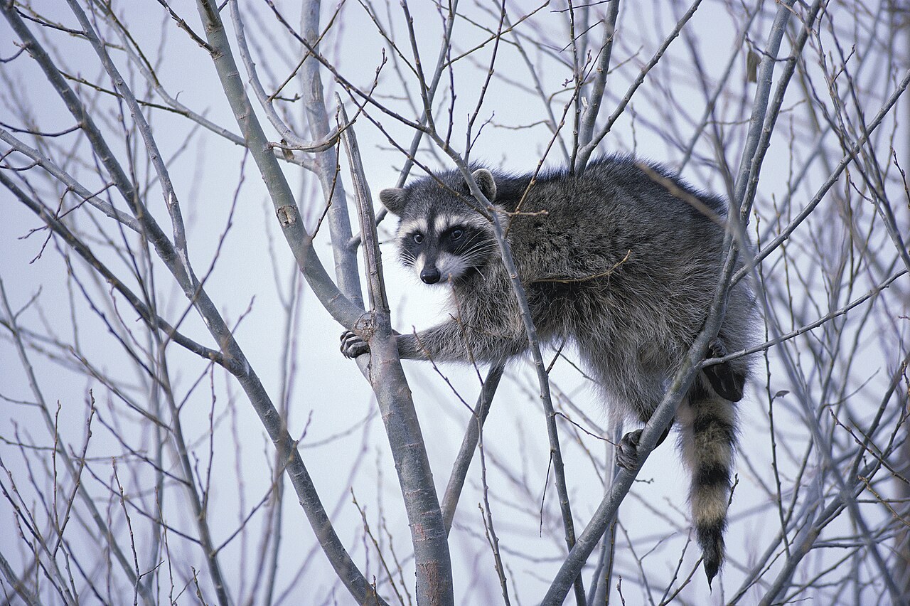 A raccoon in the wild, one of the animals most associated with rabies risk